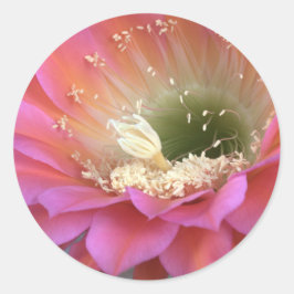Roze cactus-bloem in de woestijn ronde sticker