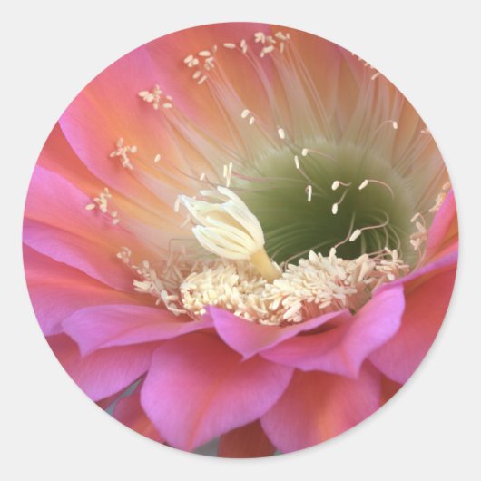 Roze cactus-bloem in de woestijn ronde sticker (Voorkant)