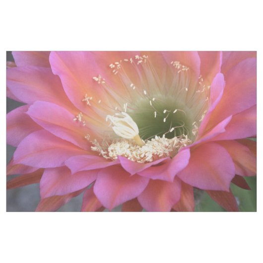 Roze Cactus-bloem in de woestijn Stof (Yard (91,4 cm))