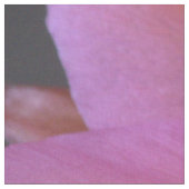 Roze Cactus-bloem in de woestijn Stof (Close Up)