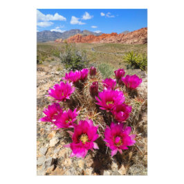 Roze cactus bloemen in Red Rock Canyon, NV Foto Afdruk