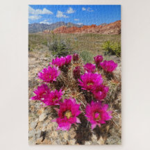Roze cactus bloemen in Red Rock Canyon, NV