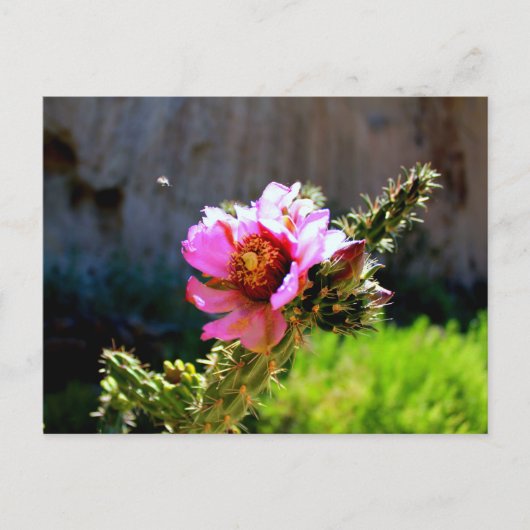Roze Cactus Bloom met vliegende bug Briefkaart (Voorkant)