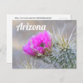 Roze Cactus Blooms, Arizona Briefkaart (Voorkant / Achterkant)