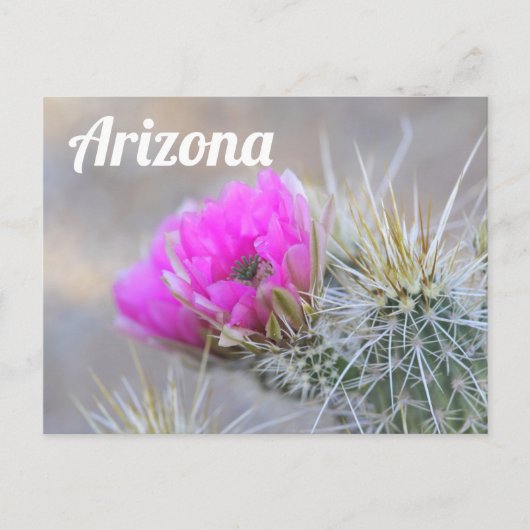 Roze Cactus Blooms, Arizona Briefkaart (Voorkant)