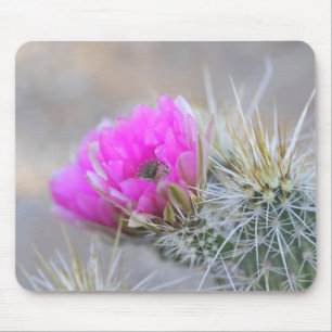 Roze Cactus blooms Muismat