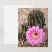 Roze Cactus Flower Briefkaart (Voorkant / Achterkant)