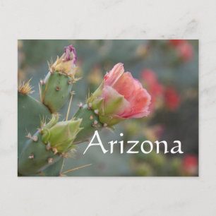 Roze cactus flower die begint te bloeien, Arizona Briefkaart