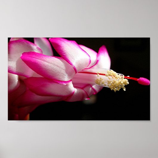 Roze Cactus Flower Print (Voorkant)