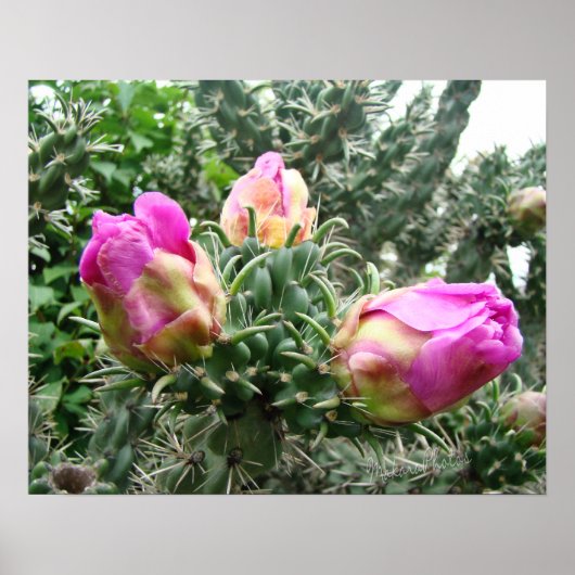 Roze Cactus Print (Voorkant)