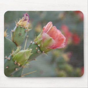 Roze cactusbloem begint te bloeien muismat