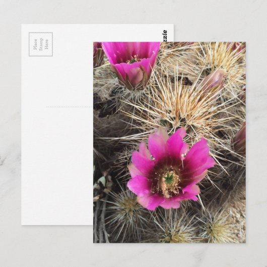 Roze cactuusbloem briefkaart (Voorkant / Achterkant)