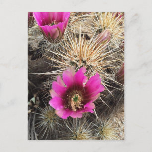 Roze cactuusbloem briefkaart
