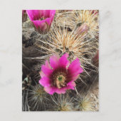 Roze cactuusbloem briefkaart (Voorkant)