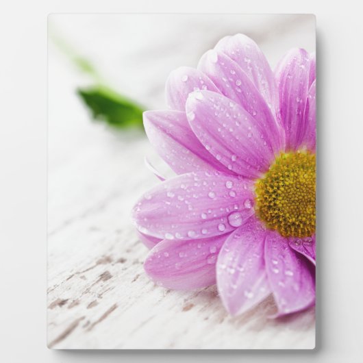 Roze cadeau voor daisy flower fotoplaat (Voorkant)