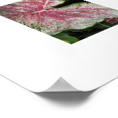 Roze Caladiumbladeren Bloemstuk Poster (Hoek)