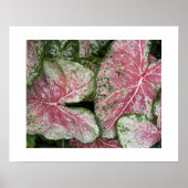 Roze Caladiumbladeren Bloemstuk Poster (Voorkant)