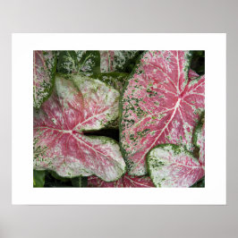 Roze Caladiumbladeren Bloemstuk Poster