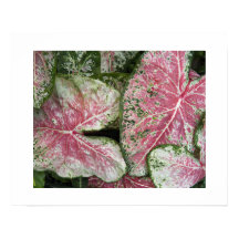 Roze Caladiumbladeren Bloemstuk
