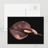 Roze Calla - Briefkaart (Voorkant / Achterkant)