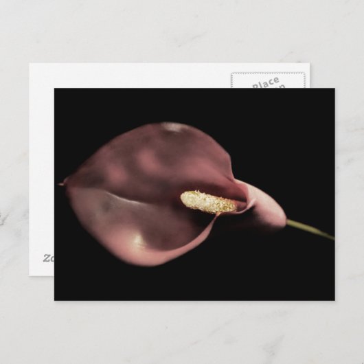 Roze Calla - Briefkaart (Voorkant / Achterkant)