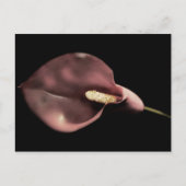 Roze Calla - Briefkaart (Voorkant)