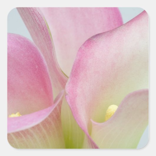 Roze Calla Lelies Vierkante Sticker (Voorkant)