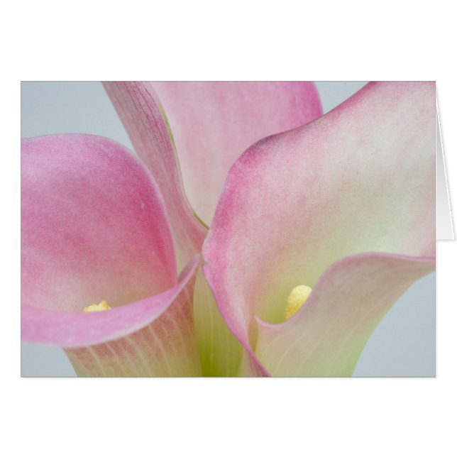 Roze Calla Lilies (Voorkant Horizontaal)