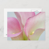 Roze Calla Lilies Briefkaart (Voorkant / Achterkant)