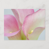 Roze Calla Lilies Briefkaart (Voorkant)