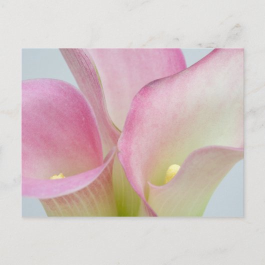 Roze Calla Lilies Briefkaart (Voorkant)