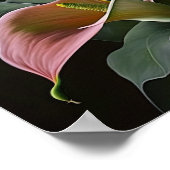 Roze Calla Lilies Lily Flower Art Print Poster (Hoek)