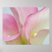 Roze Calla Lilies Poster (Voorkant)