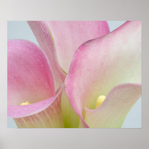 Roze Calla Lilies Poster