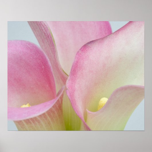 Roze Calla Lilies Poster (Voorkant)