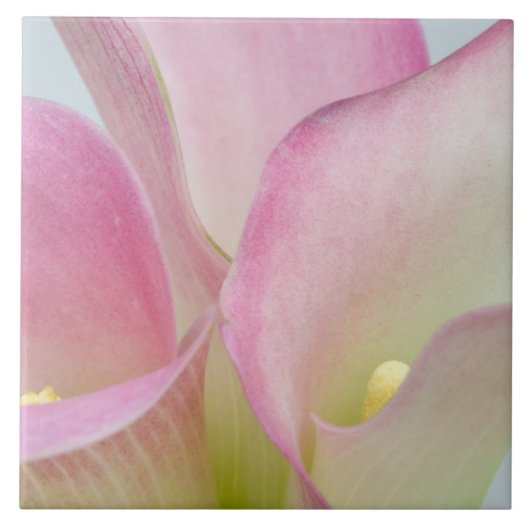 Roze Calla Lilies Tegeltje (Voorkant)