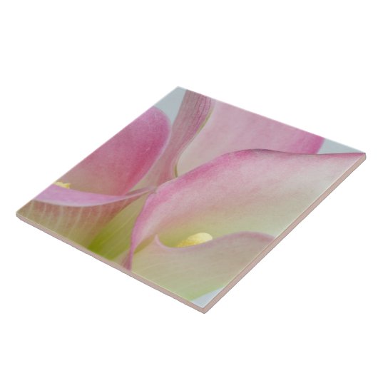 Roze Calla Lilies Tegeltje (Zijkant)
