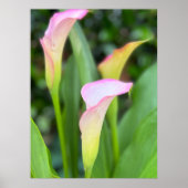 Roze Calla Lillies Foto Home Decor Poster (Voorkant)