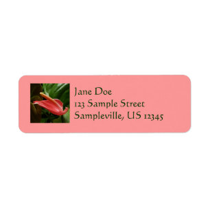 Roze Calla Lily Elegant Bloemen Etiket