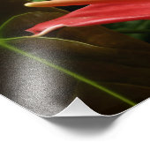 Roze Calla Lily Elegant Bloemen Foto Afdruk (Hoek)