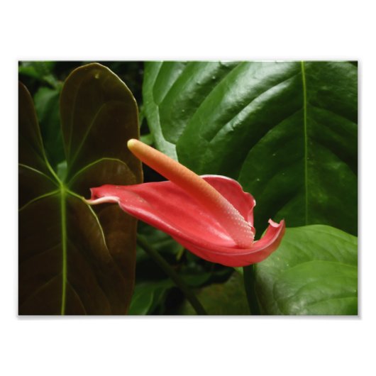 Roze Calla Lily Elegant Bloemen Foto Afdruk (Voorkant)