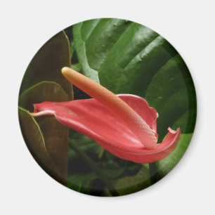Roze Calla Lily Elegant Bloemen Magneet