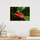 Roze Calla Lily Elegant Bloemen Poster (Keuken)