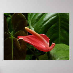 Roze Calla Lily Elegant Bloemen Poster