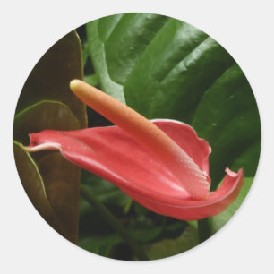 Roze Calla Lily Elegant Bloemen Ronde Sticker