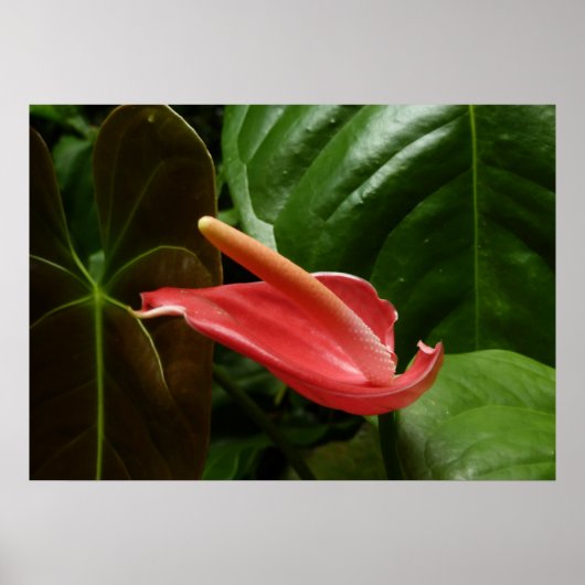 Roze Calla Lily Elegante Bloem Poster (Voorkant)