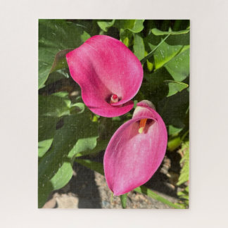 Roze Calla Lily, San Mateo Legpuzzel