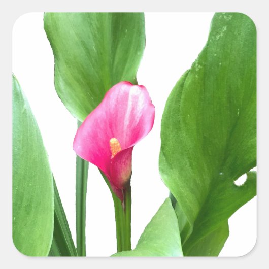  roze Calla Lily Vierkante Sticker (Voorkant)
