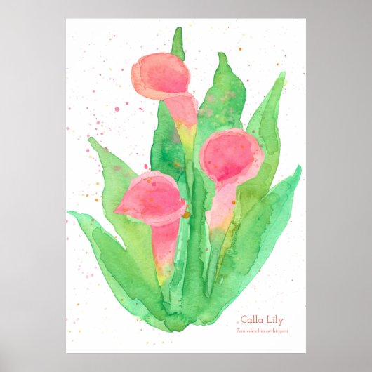 Roze Calla Lily Waterverf Flowers Botanisch Poster (Voorkant)