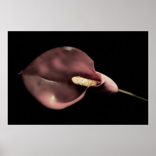 Roze Calla Poster (Voorkant)